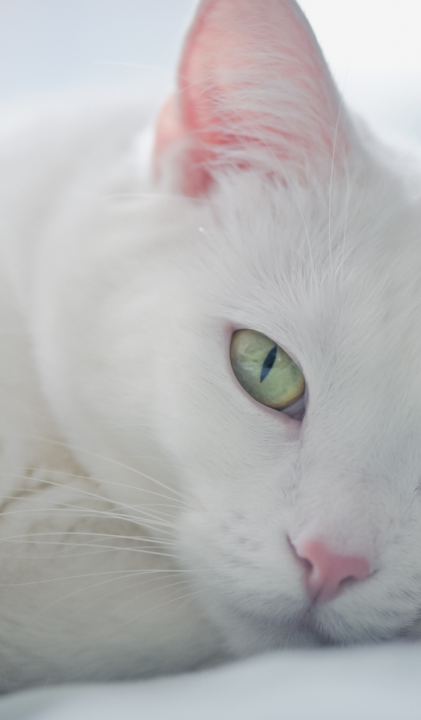 Белый кот с разными глазами отдыхает