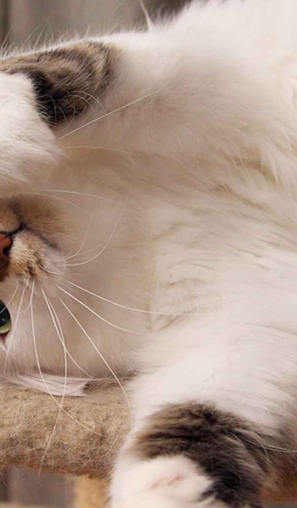 Белый пушистый кот развалился