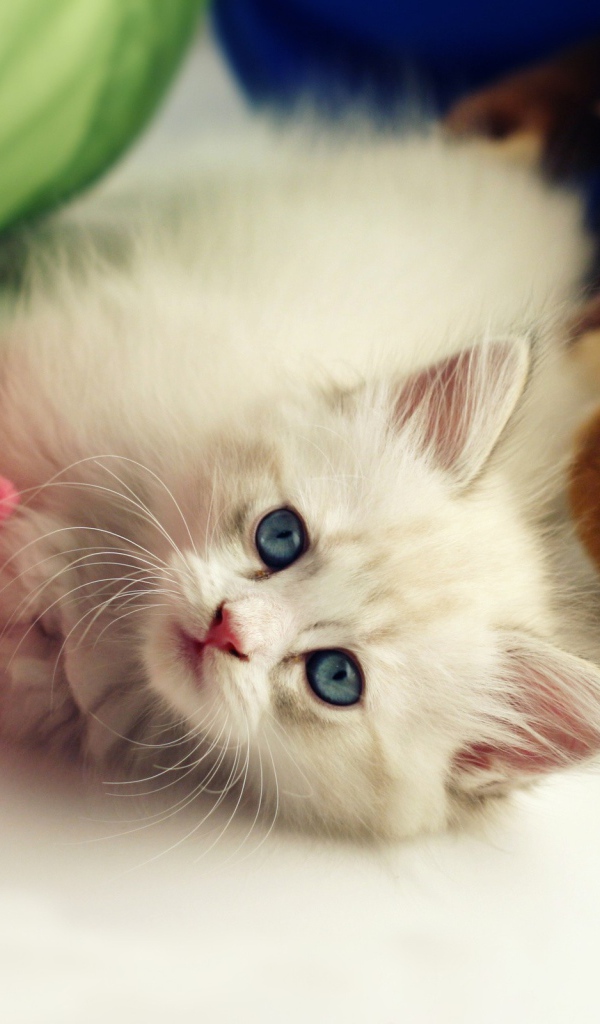 Белый пушистый котенок