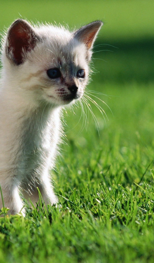 Белый котенок гуляет по газону