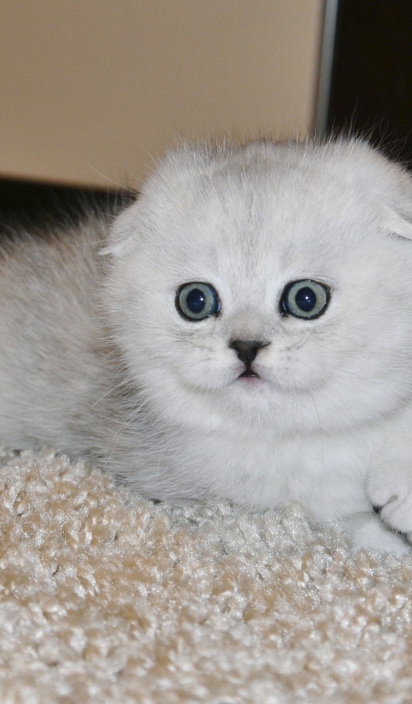 Белый маленький испуганный шотландский вислоухий кот