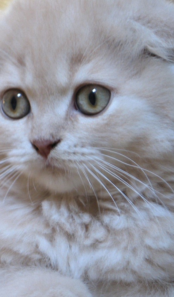 Белый маленький шотландский вислоухий кот