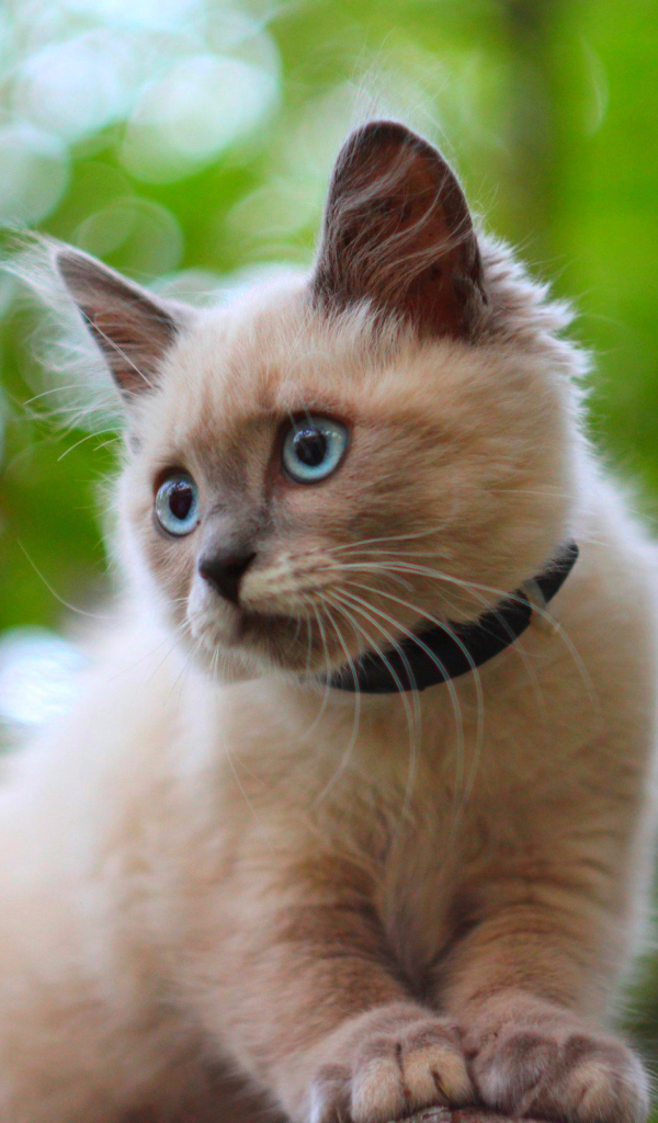 Белый маленький кот с ошейником