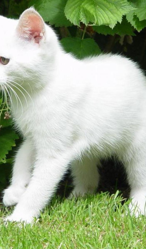 Белый молодой кот в кустах