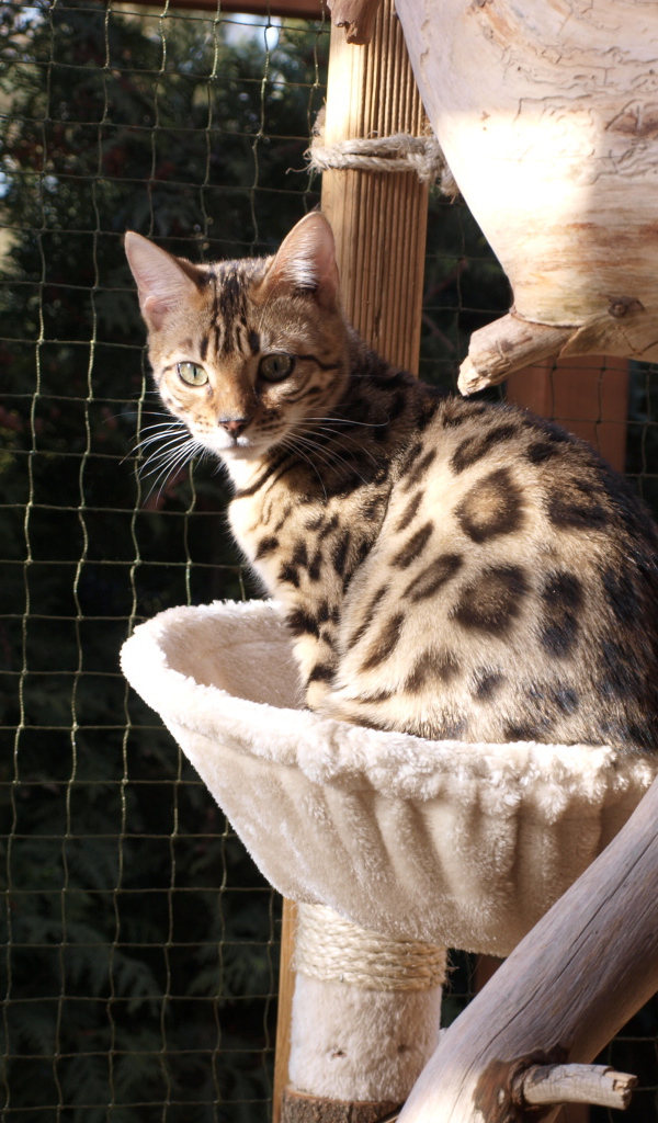 Молодой бенгальский кот