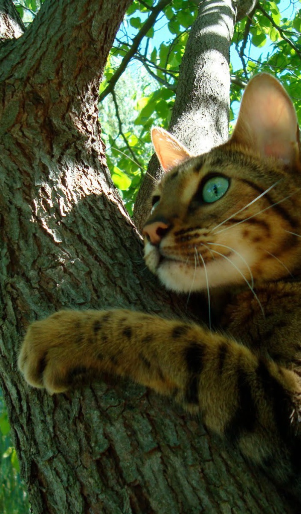 Молодой бенгальский кот на дереве