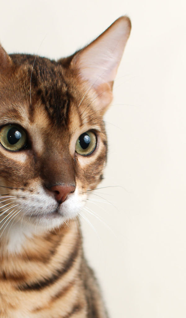 Молодой бенгальский кот на белом фоне