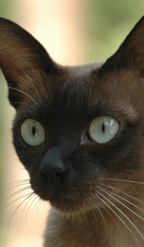 Молодой  сиамский кот со включенным охотничьим режимом