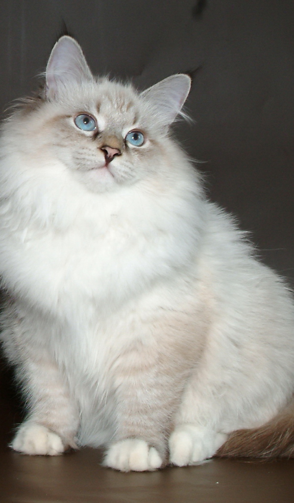 Молодой красивый сибирский кот позирует