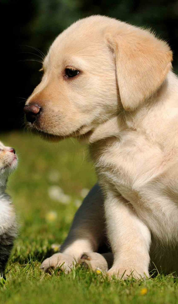 Маленькие красивые кот и пёс