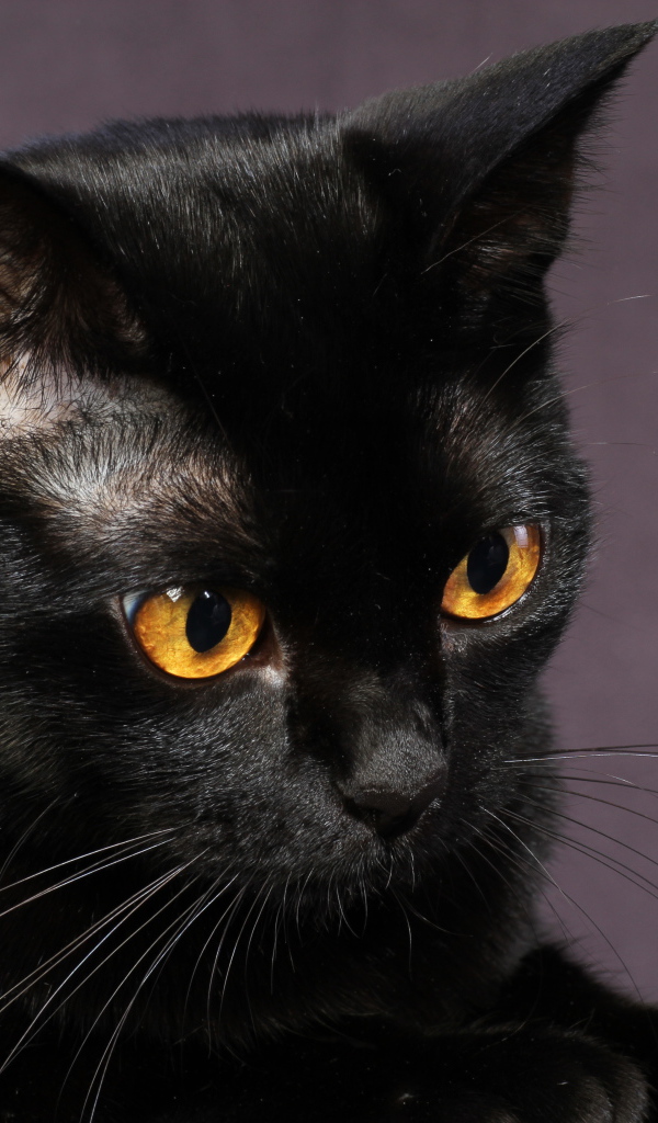 Молодой чёрный кот на фиолетовом фоне
