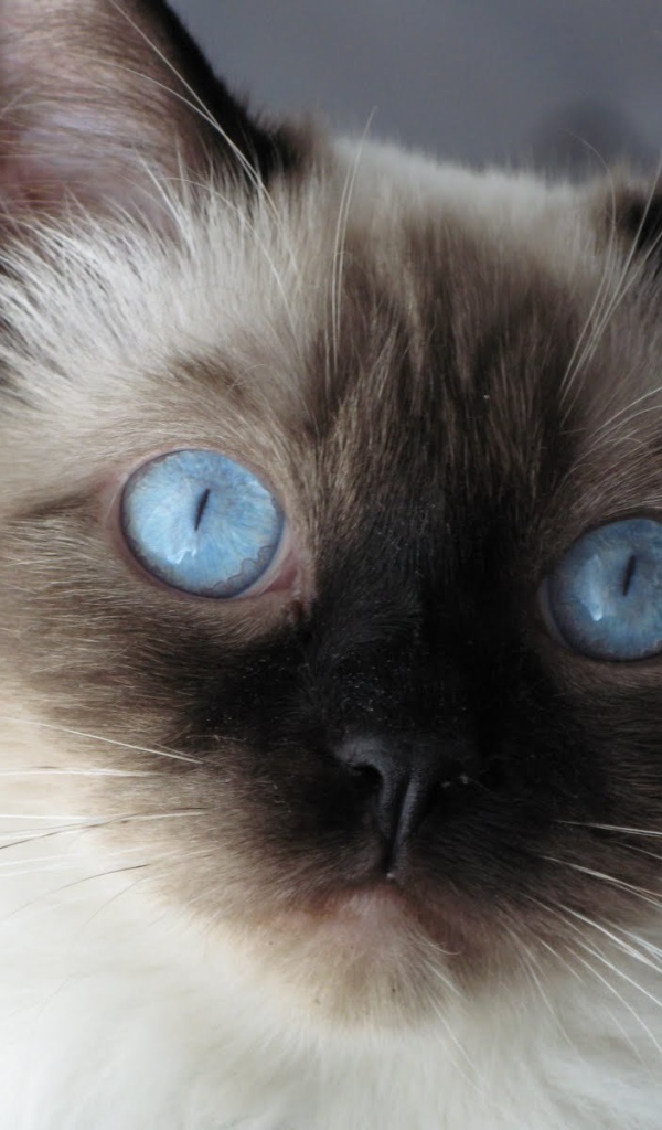 Молодой пушистый сиамский кот