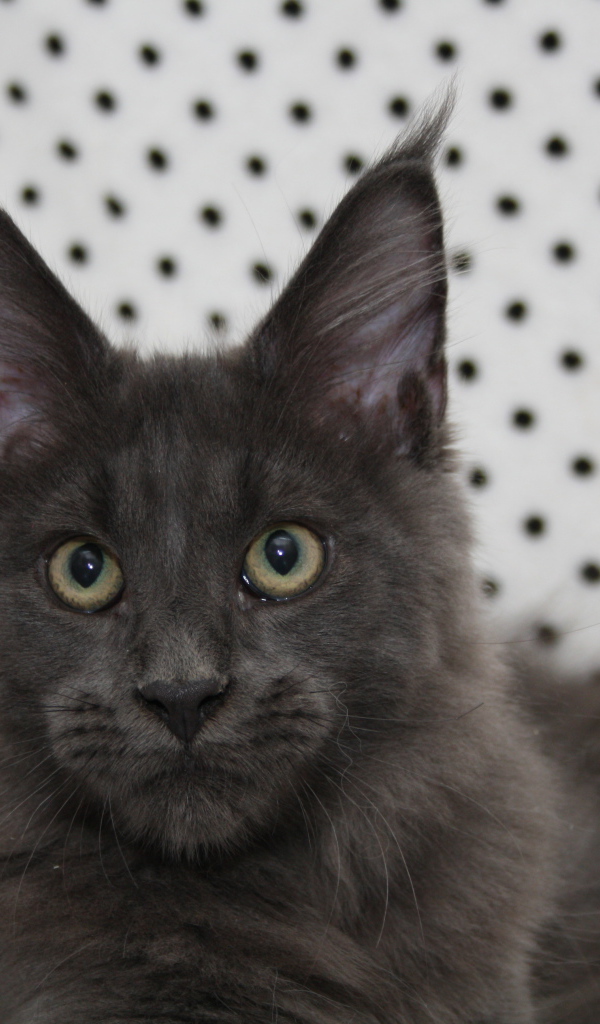 Молодой серый кот мейн-кун