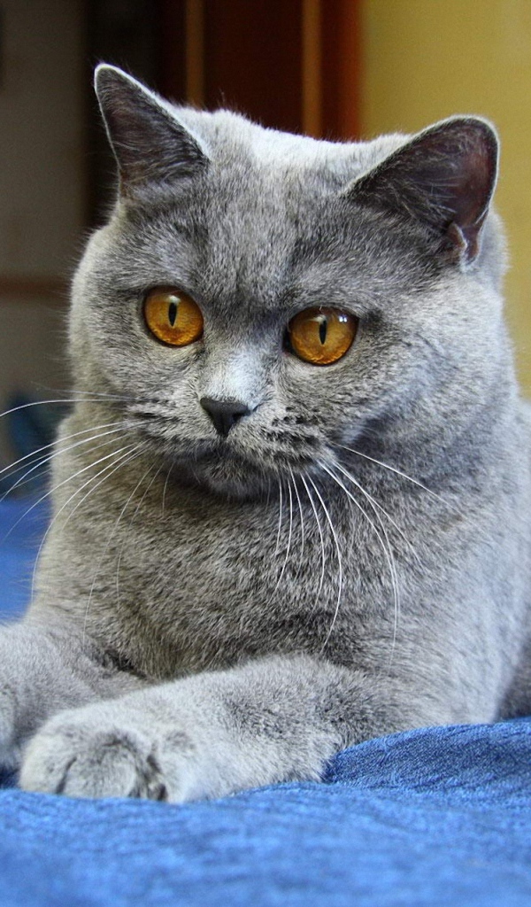 Молодой красивый британский короткошёрстный кот