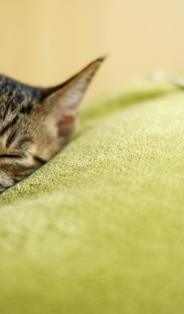 Красивый полосатый кот заснул