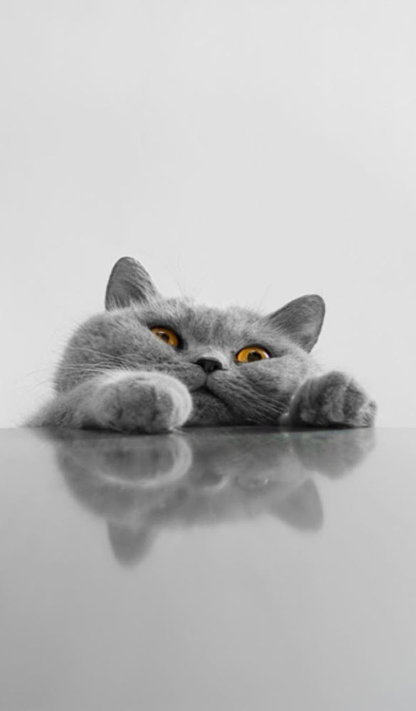 Толстый серый смешной кот