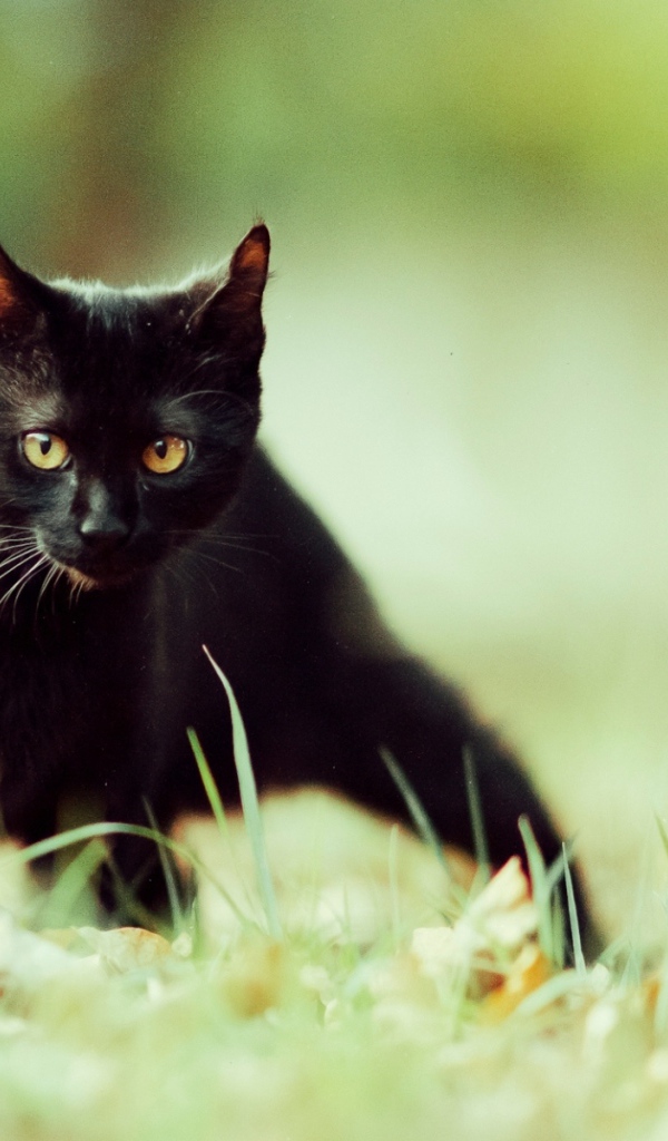 Маленький чёрный кот крадётся