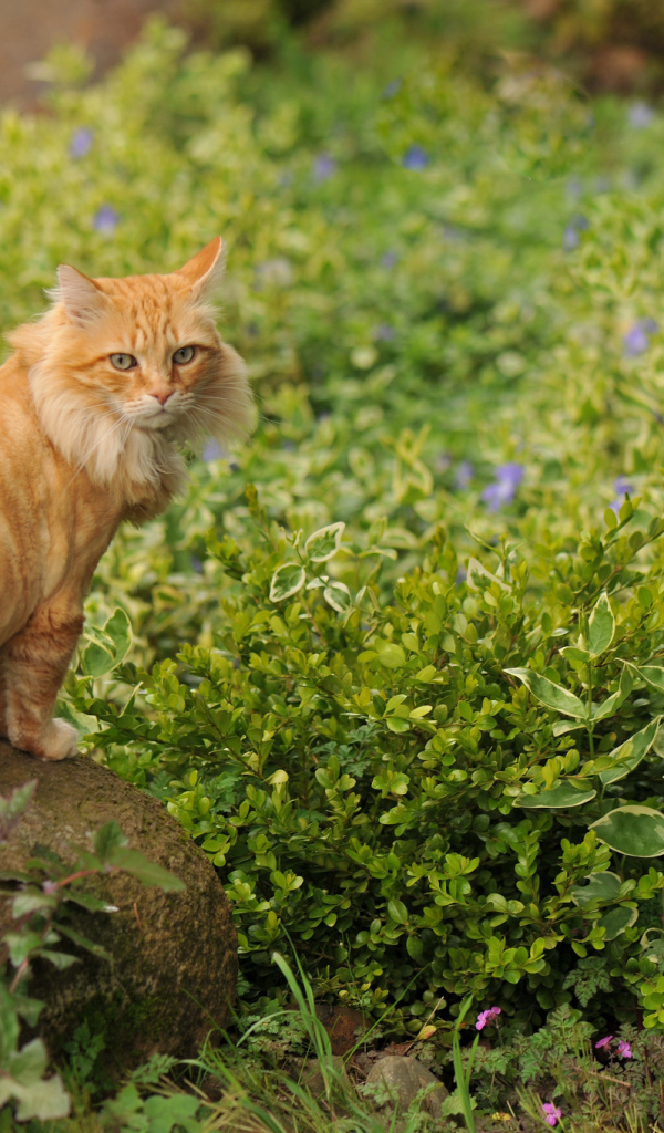 Рыжий красивый кот на камне