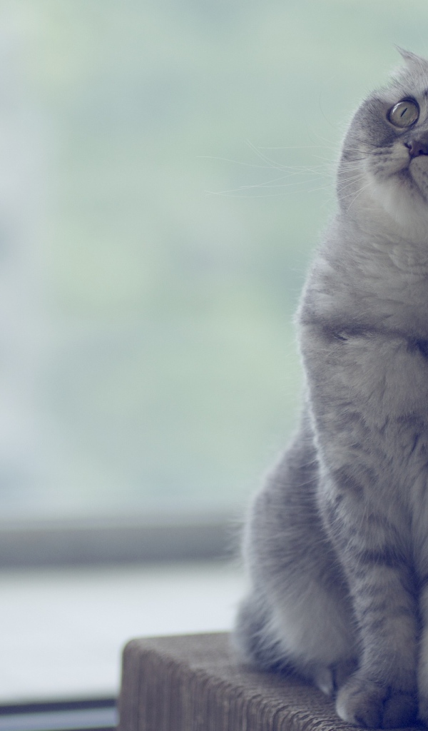 Красивый шотландский вислоухий кот что-то увидел