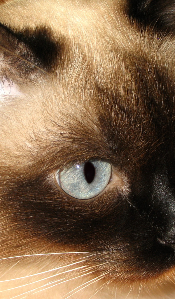 Красивый усатый сиамский кот 