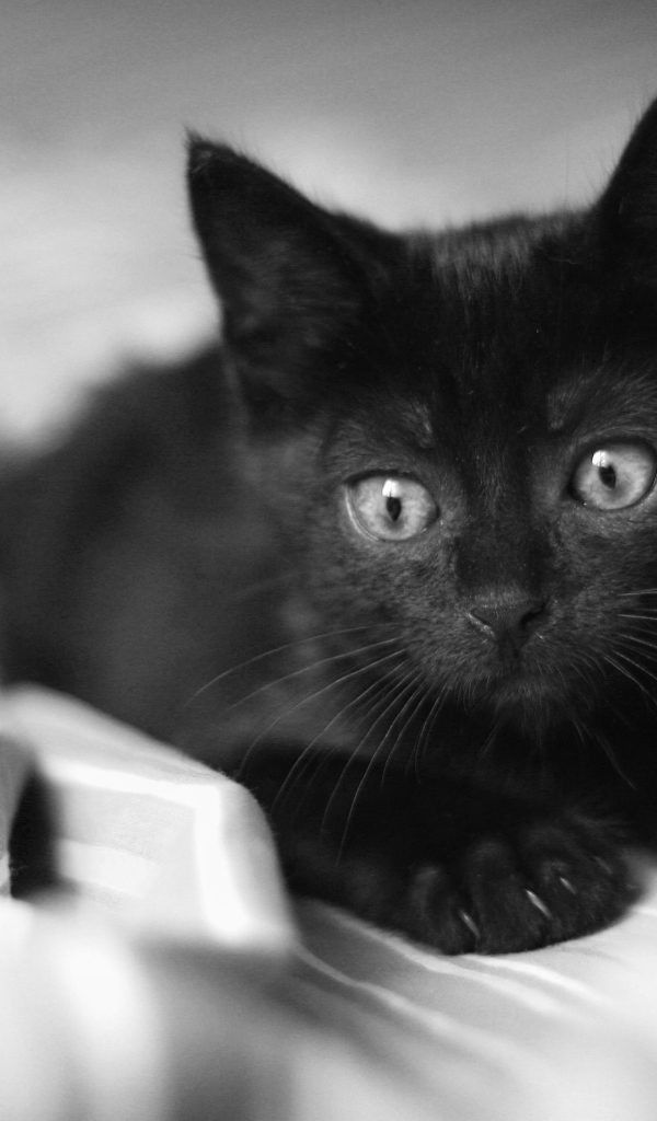 Красивый маленький чёрный кот лежит на постели