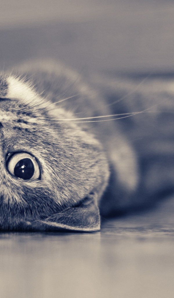 Красивый усатый кот развалился