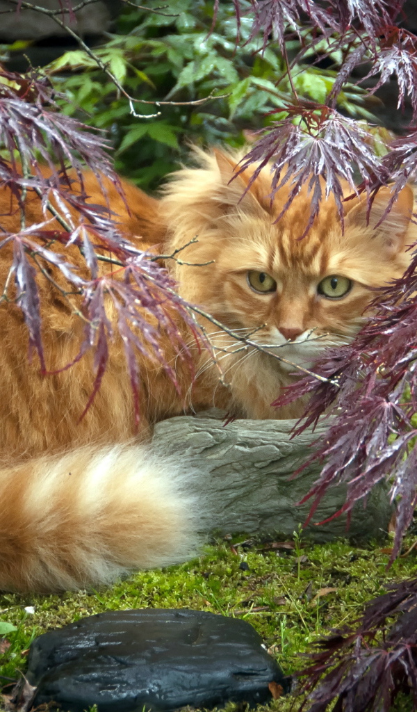 Красивый рыжий кот в растениях