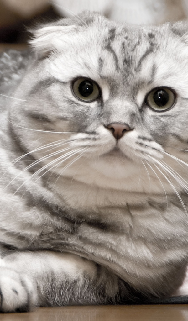 Красивый серебристый шотландский вислоухий кот