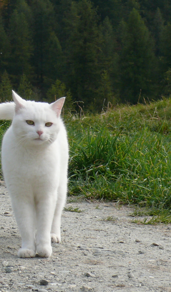 Красивый белый кот гуляет по холмам