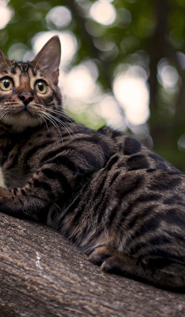 Бенгальский кот на дереве