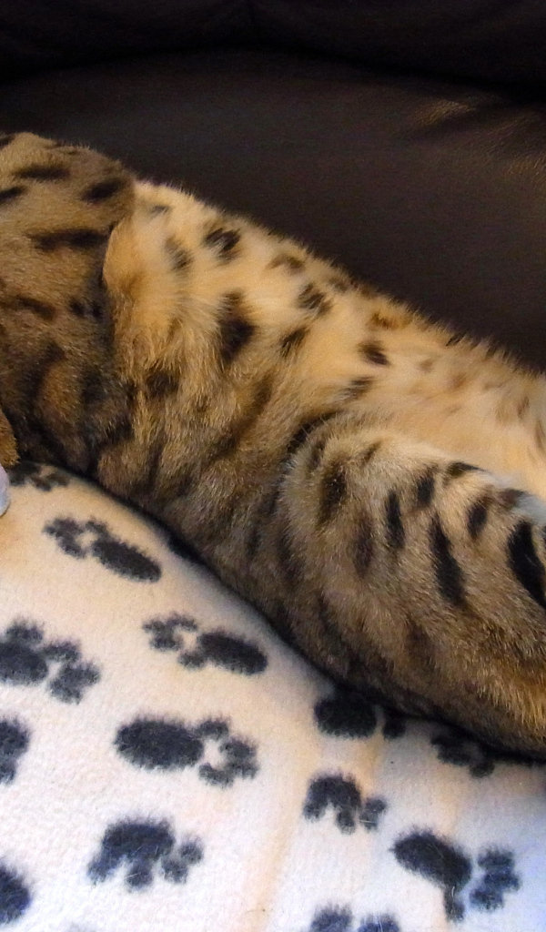 Бенальский кот расслабляется на кресле