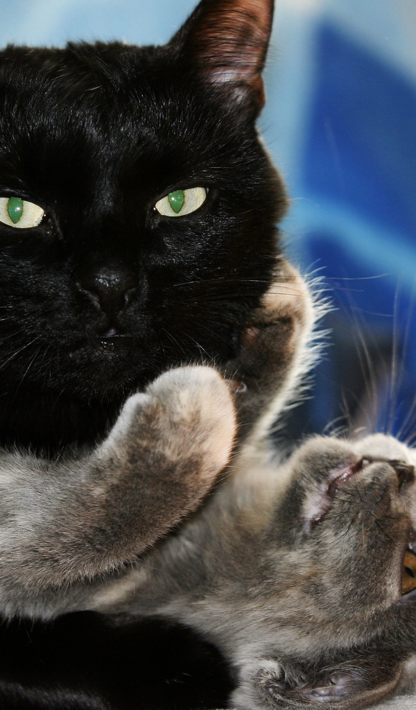 Чёрный и серый кот играют