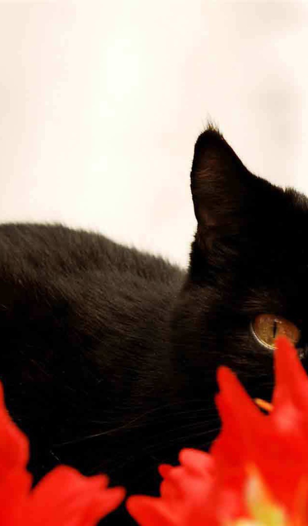 Чёрный кот спрятался за красным растением