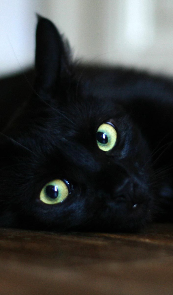 Чёрный кот отдыхает на полу