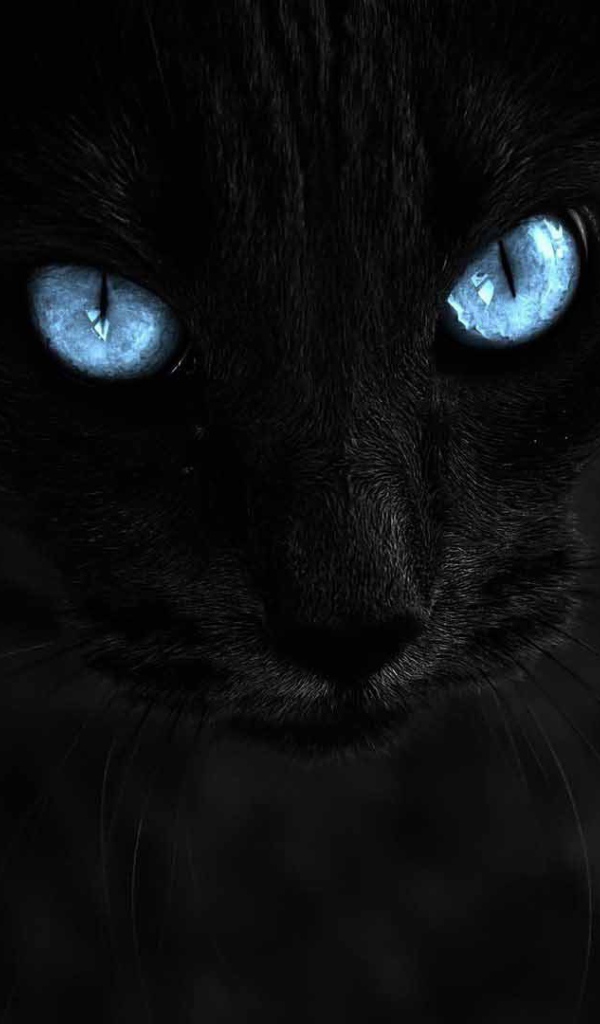 Чёрный кот с голубыми глазами на чёрном фоне
