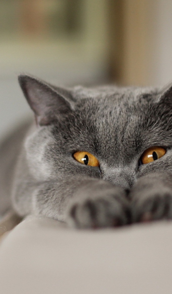 Британский кот подглядывает