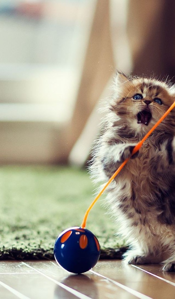 Милый кот играет