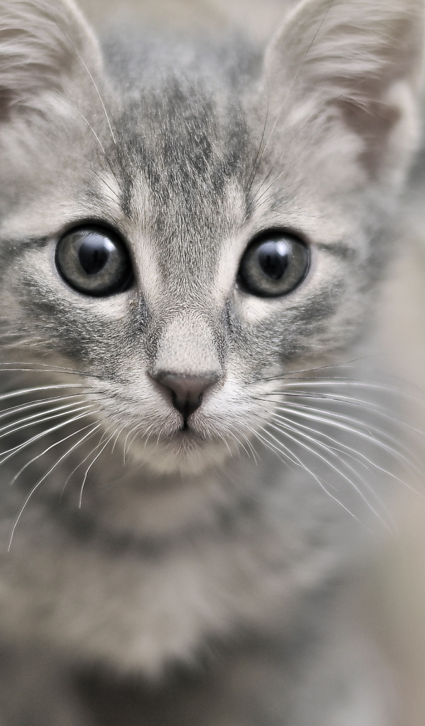Серый милый кот с серыми глазами