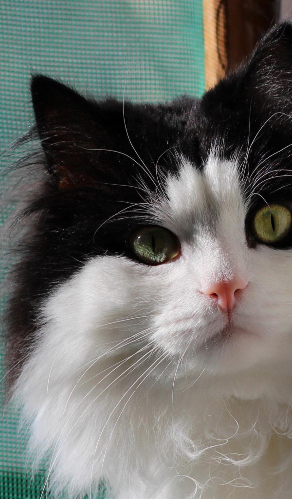 Маленький милый черно-белый кот