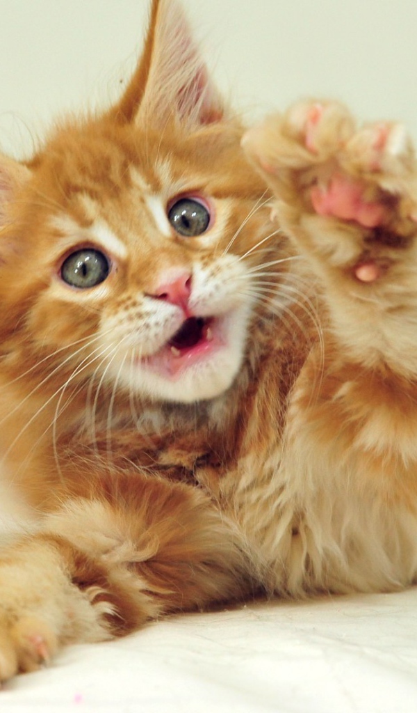 Маленький рыжий симпатичный мейн-кун кот с серыми глазами