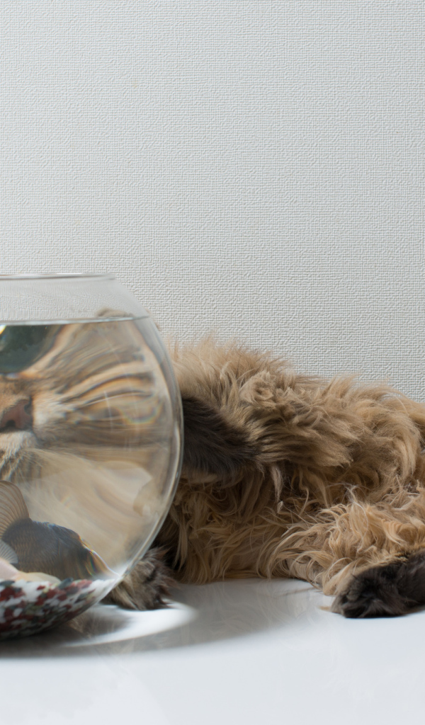 Пушистый кот и рыбка, знакомство