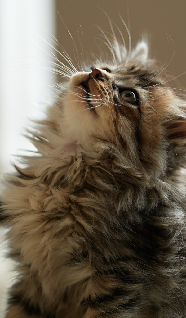 Пушистый милый кот