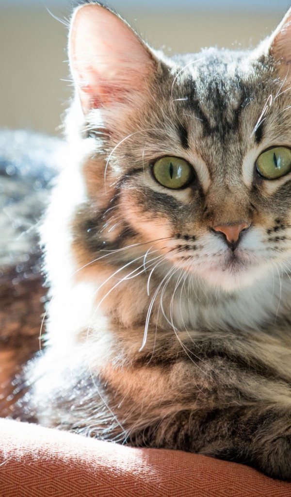 Пушистый зеленоглазый кот