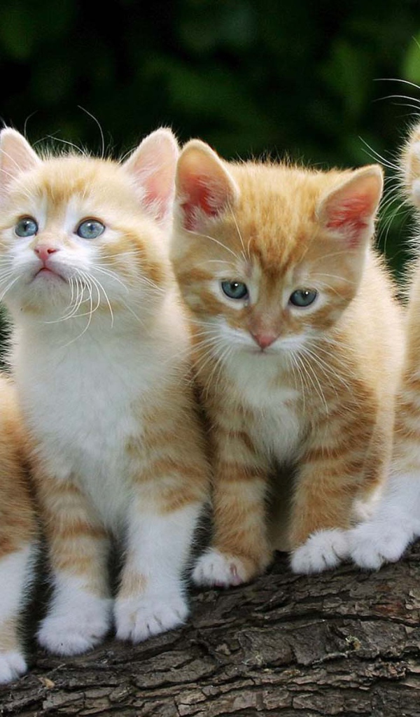 Четыре смешных котёнка