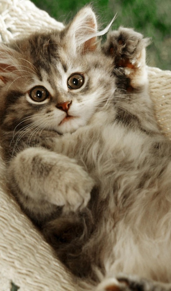 Смешной кот в гамаке