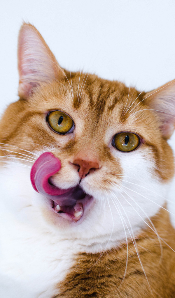 Рыжий смешной кот с белой грудкой