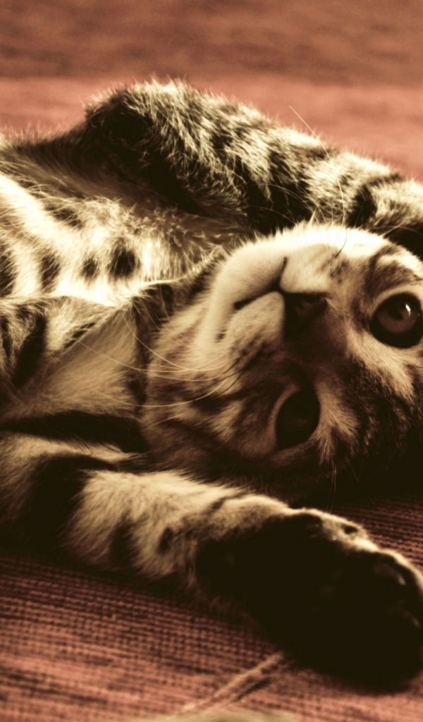 Полосатый смешной кот развалился