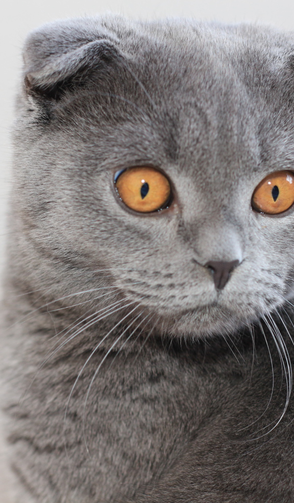 Серый шотландский вислоухий кот с большими карими глазами