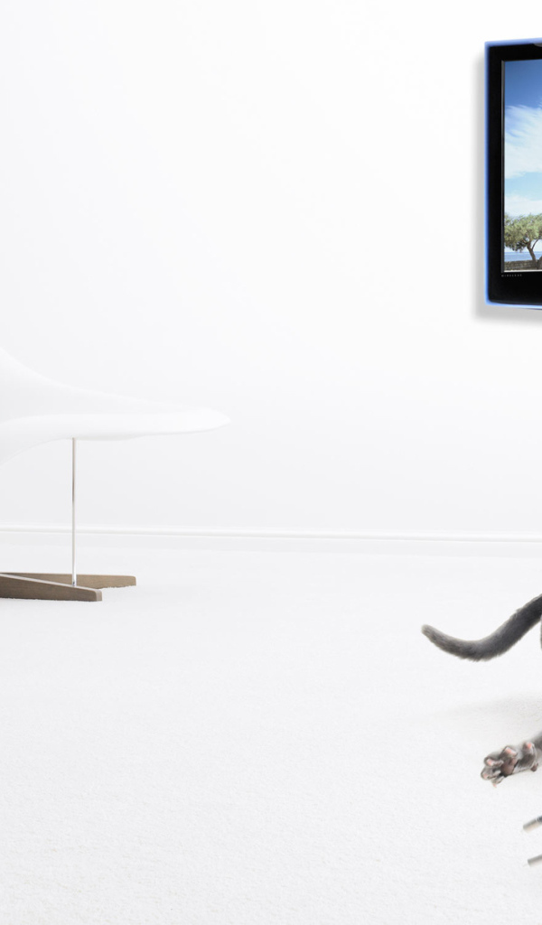 Серый кот и его игрушка