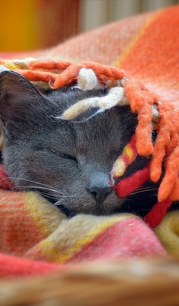 Серый кот греется в покрывале